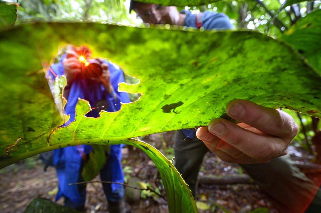 two people look at a big leaf with a small frog on it
