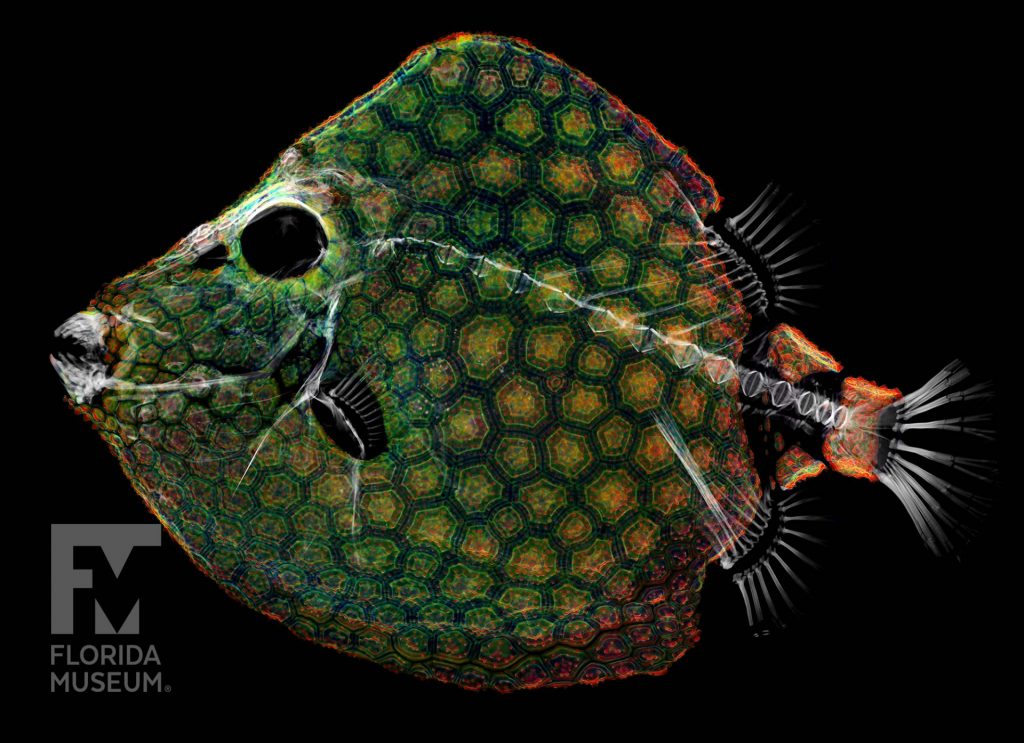 intricately patterned scales and skeeton of digitized fish specimen