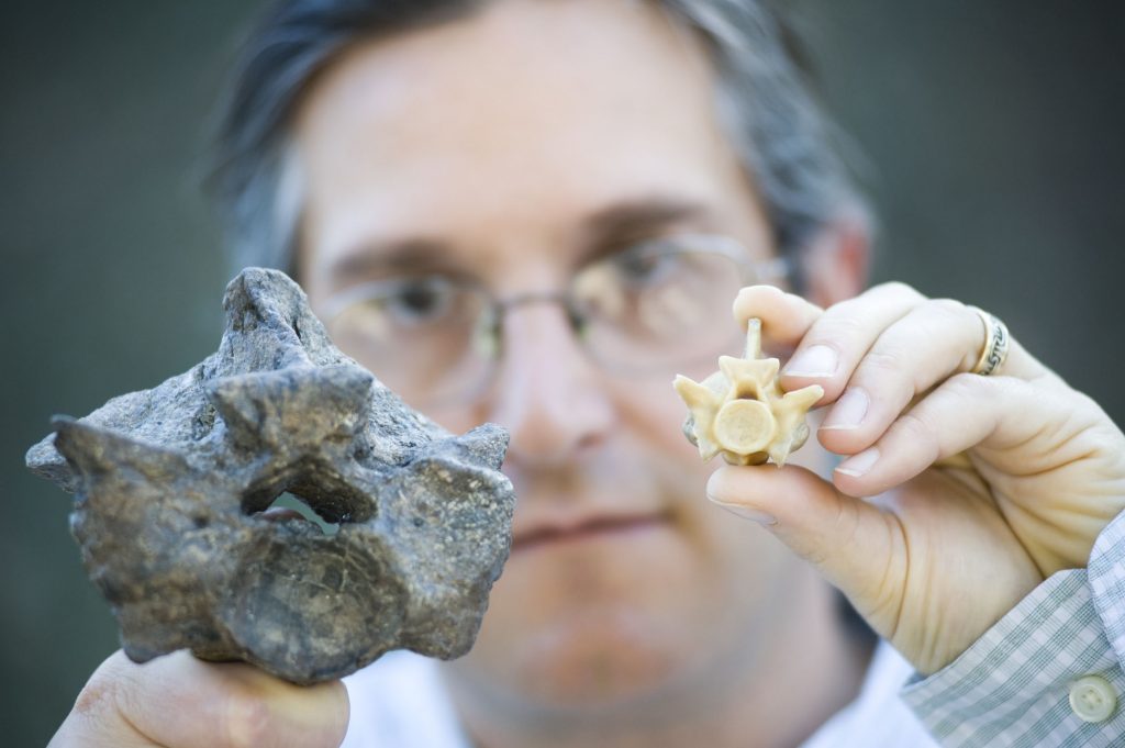 researcher holds up modern and fossil snake vertebrae to show size difference