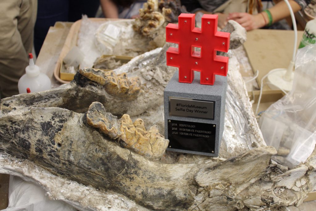 trophy sitting on a large fossil jaw