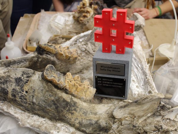 trophy sitting on a large fossil jaw