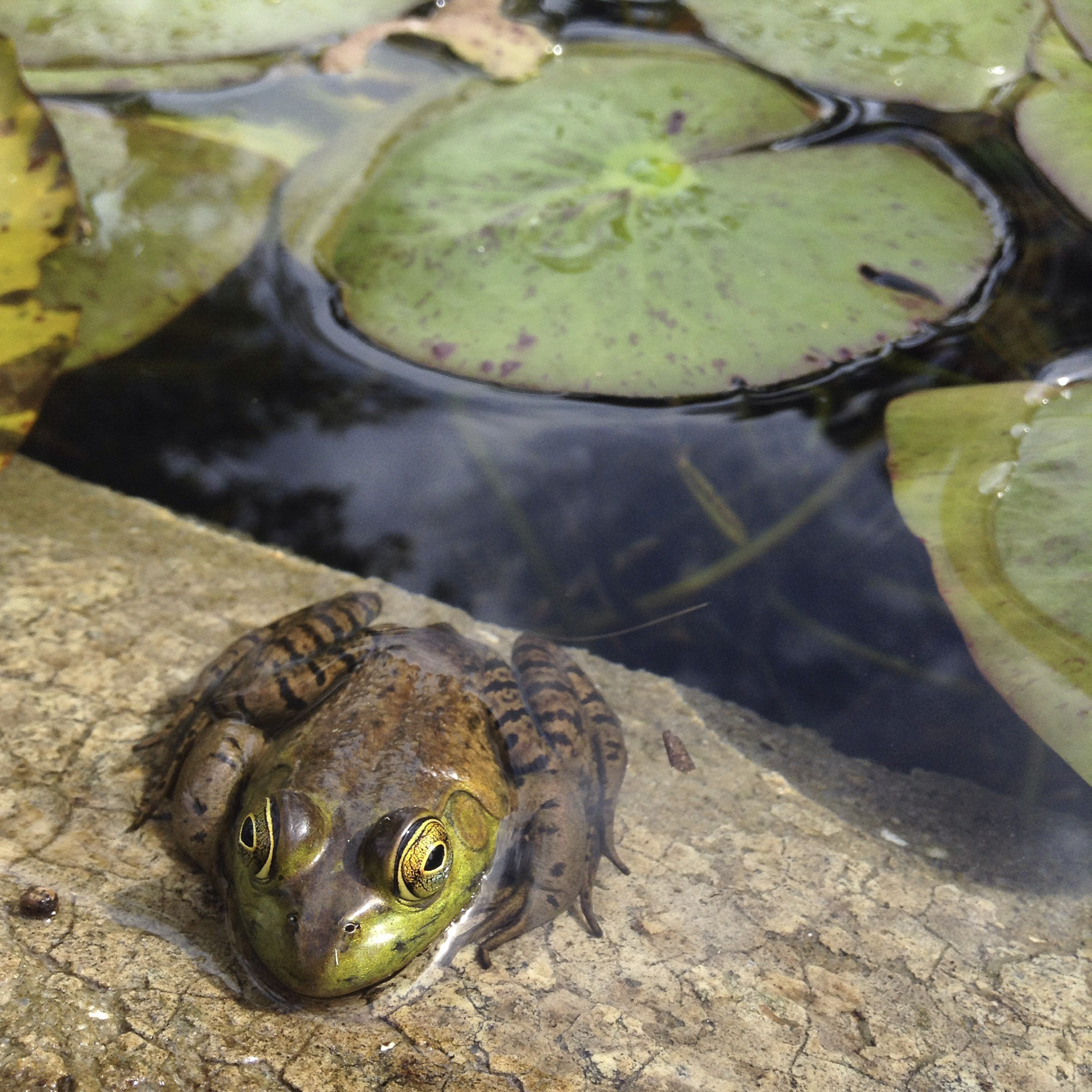 A frog on the edge of a pond.