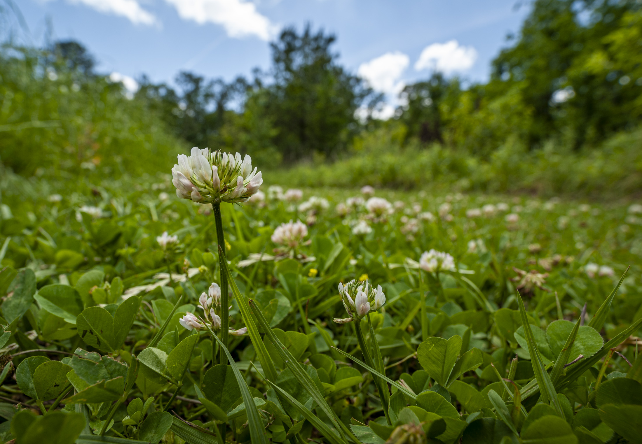 Close up of clover flower.