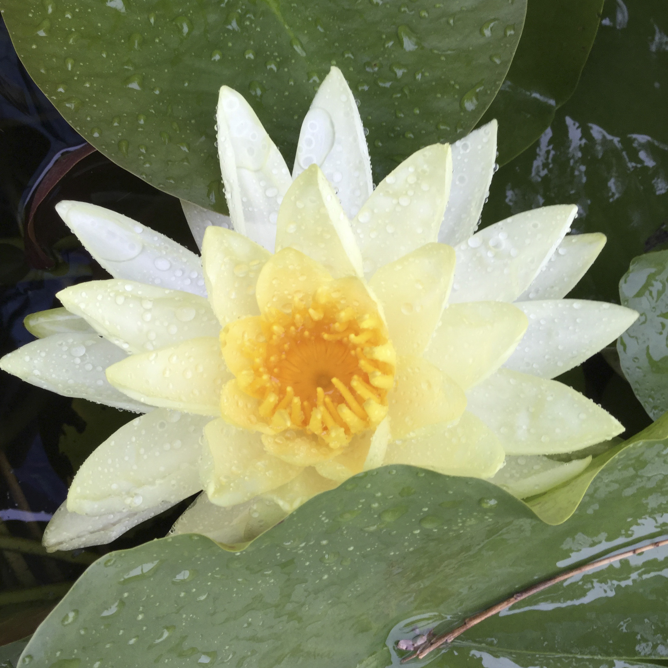Water lily bloom in a pond.