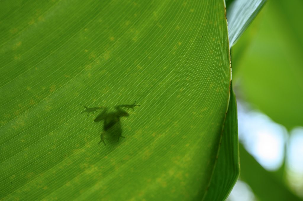 A Silhouette of a frog on a leaf.
