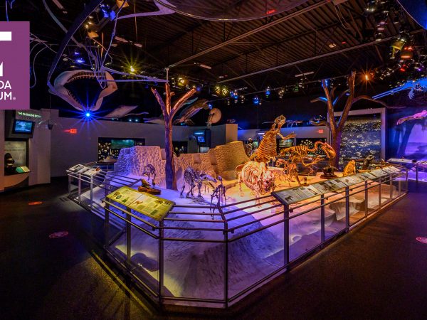 photograph of the fossil skeletons in the fossil hall