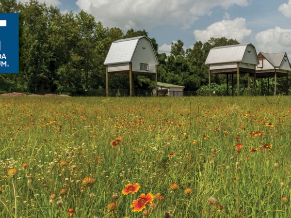 UF Bat Houses with museum logo in corner