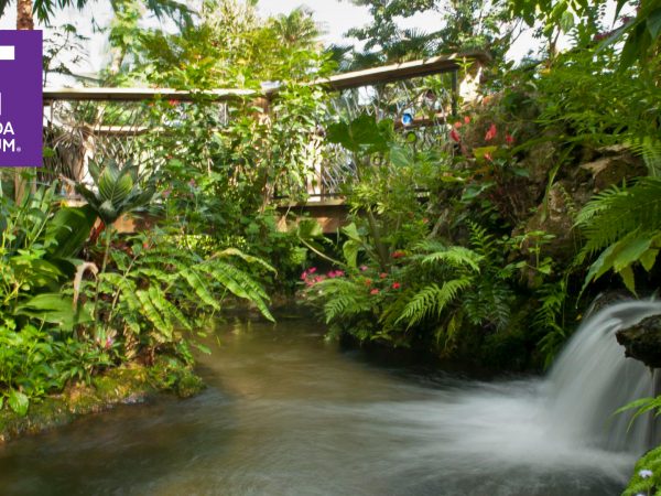 butterfly rainforest exhibit photograph with museum logo in corner