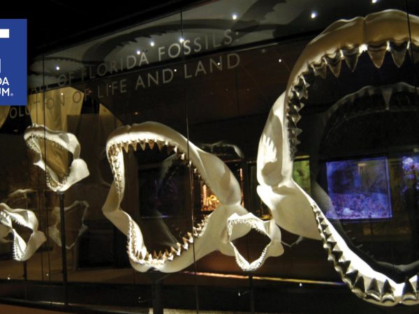 photograph of fossil shark jaw case with logo in the corner