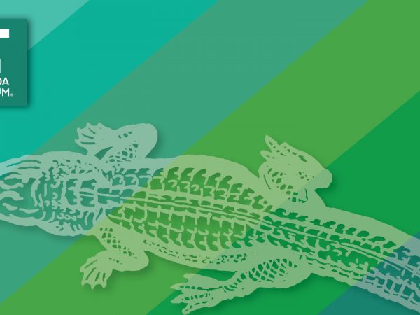 green graphic with alligator outline and museum logo in corner