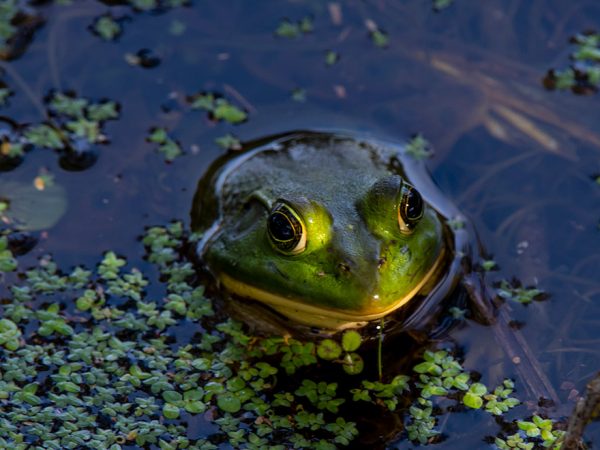 large frog mostly submerged in water