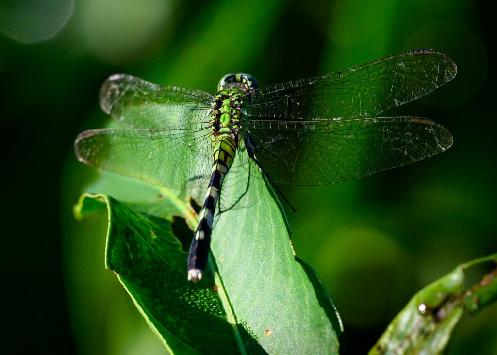 close up of a green dragonfly against wet green leaves