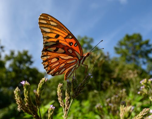 orange patterned butterfly against trees and sky