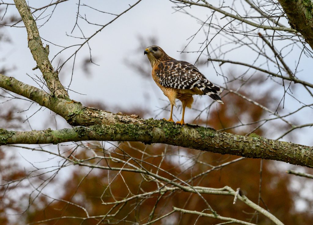 red-shouldered hawk perches on a tree branch