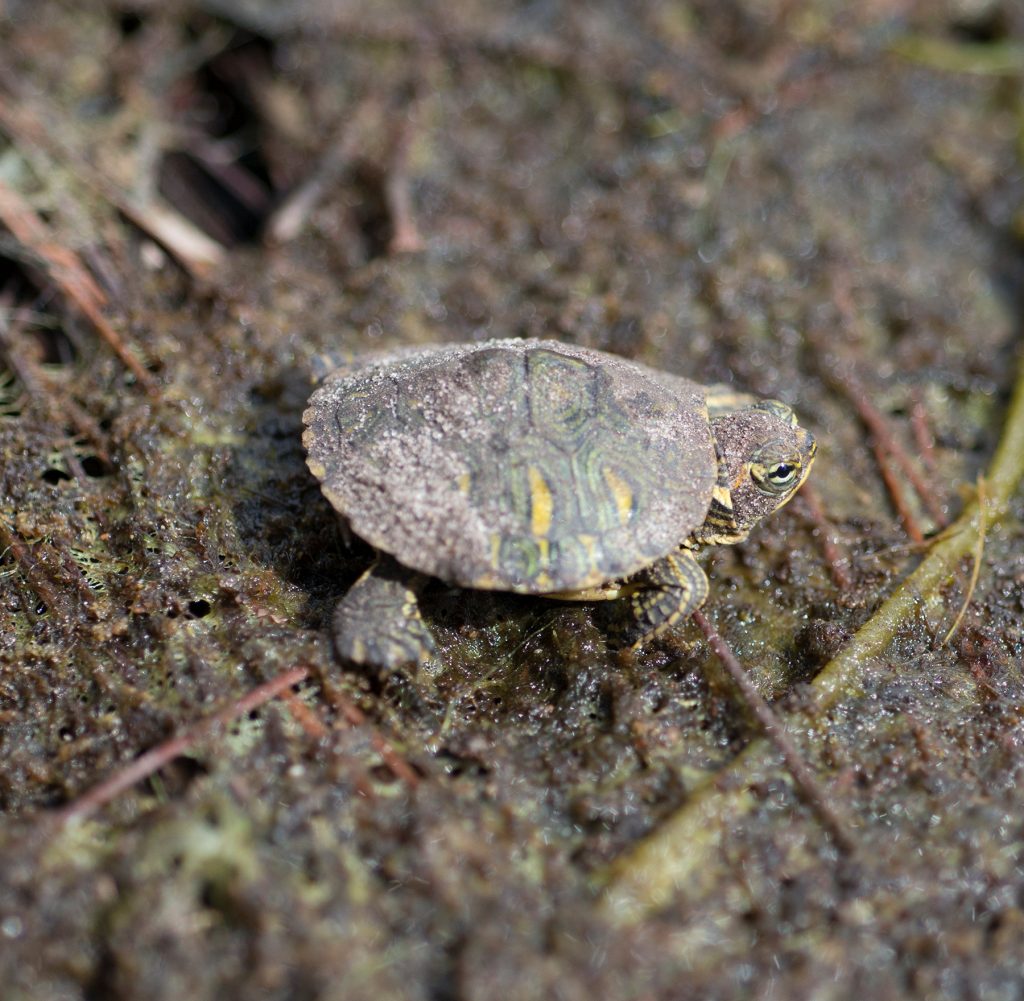 close up of a very tiny turtle covered in pond sand and algae