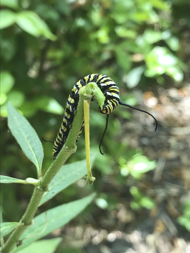 A monarch caterpillar eats milkweed.