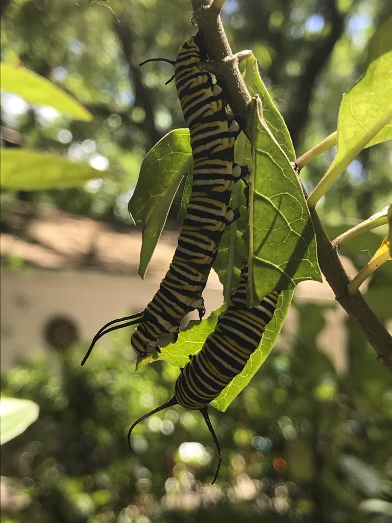 A monarch caterpillar eats milkweed.