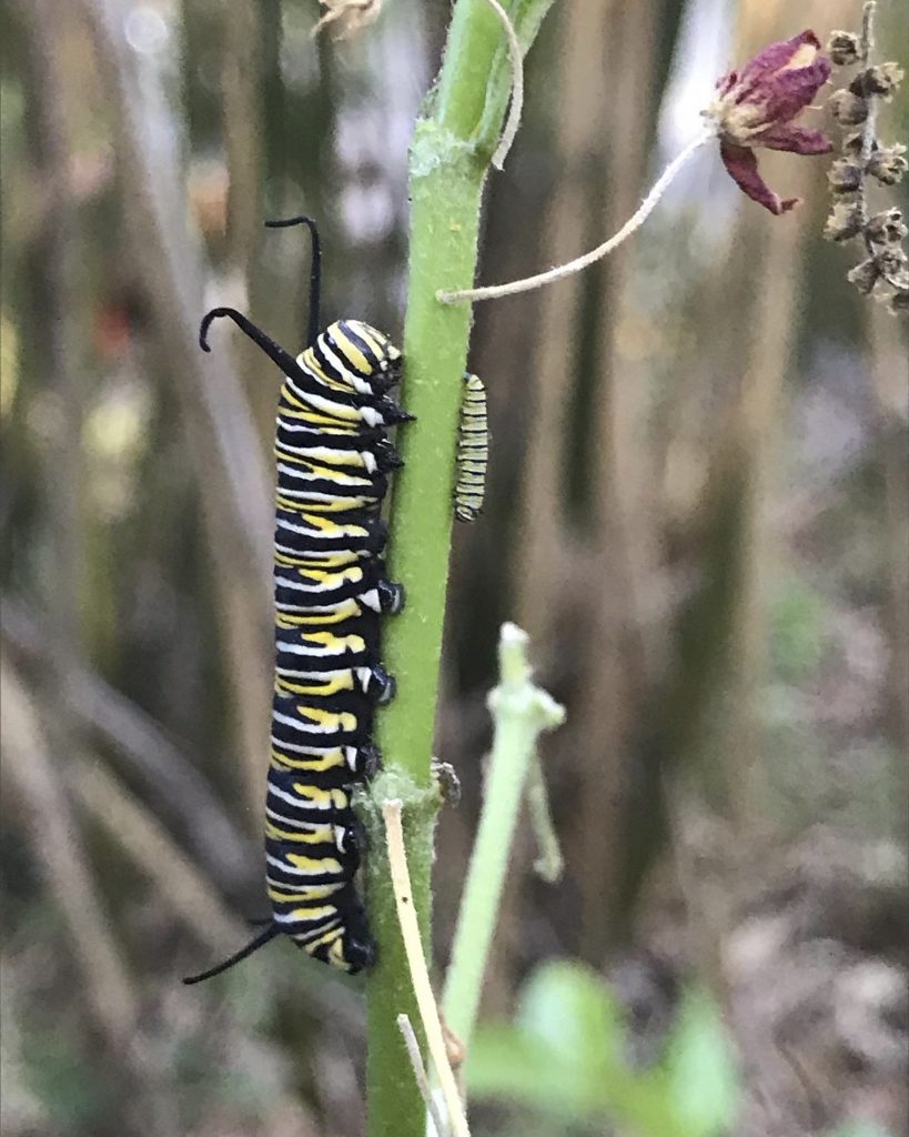 A monarch caterpillar eats milkweed.