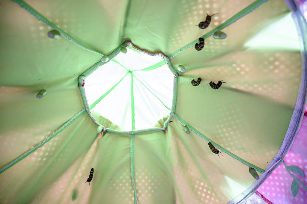 Several pupating caterpillars and chrysalides hanging in a structure.