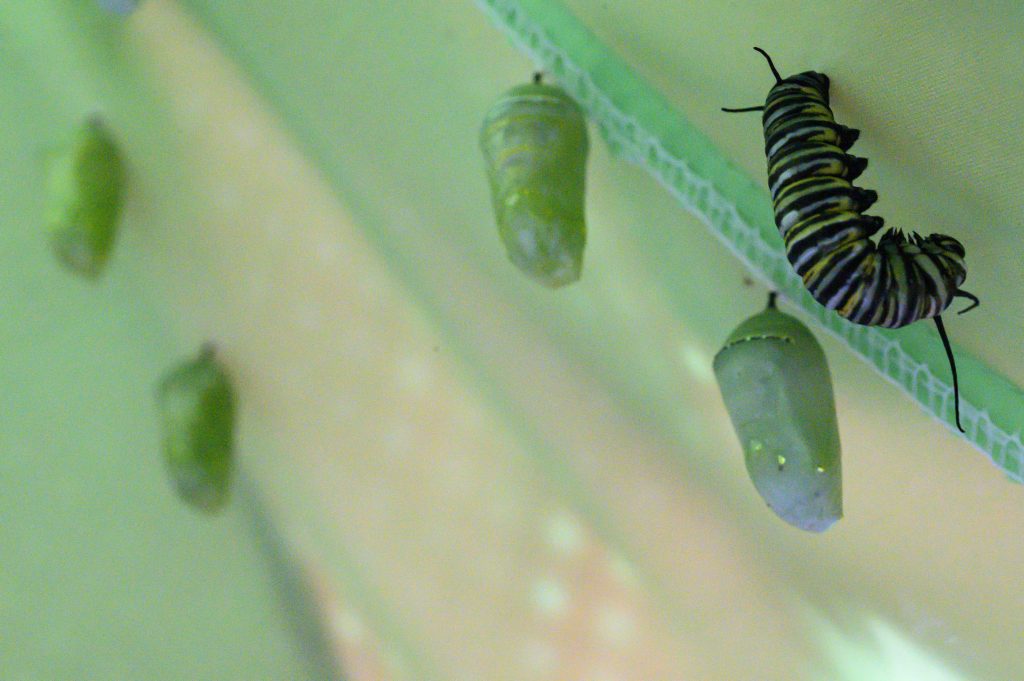 A pupating caterpillar and several chrysalides hanging in a structure.