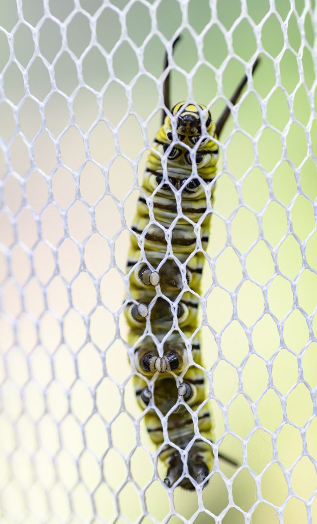 A monarch larva on mesh.