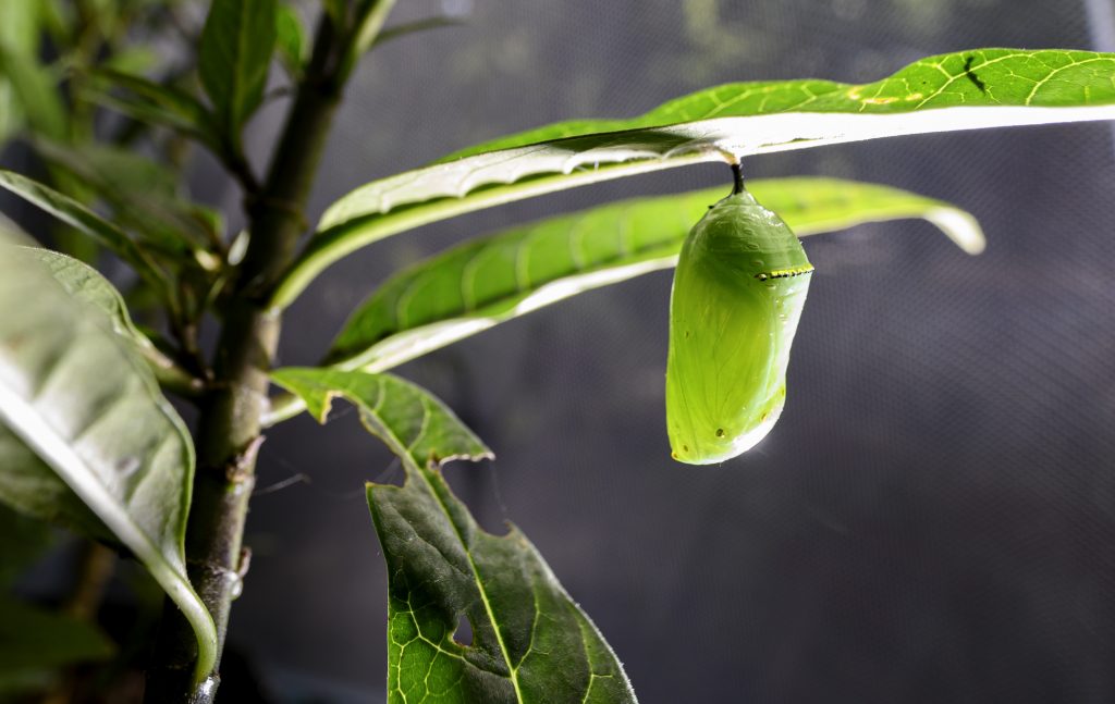 A monarch chrysalis in the sunlight.