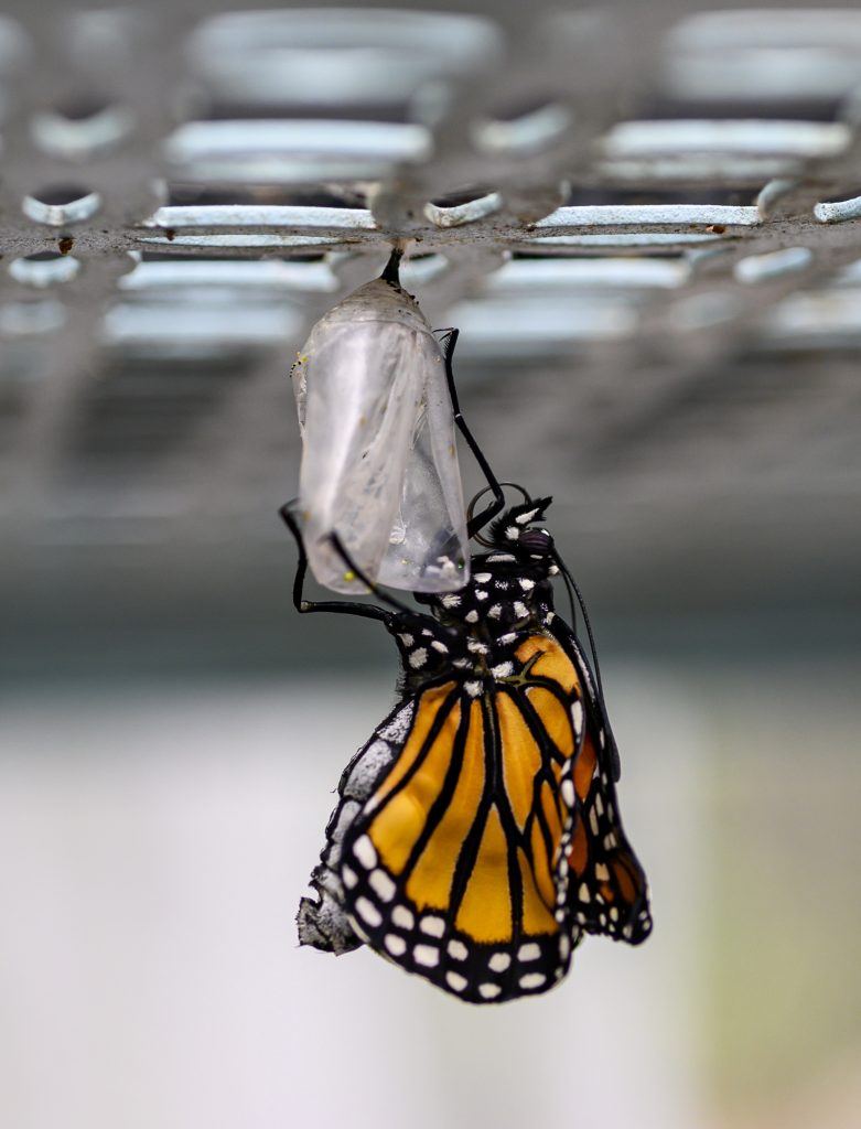 A newly emerged monarch butterfly.