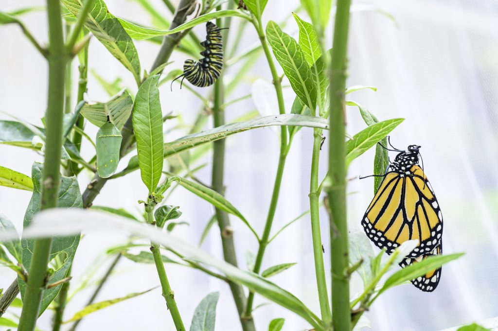 A chrysalis, a pupating caterpillar and a monarch butterfly on milkweed.