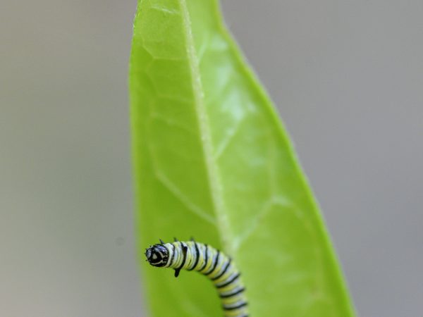 A newly hatched monarch caterpillar.