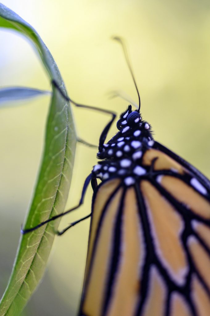 A monarch butterfly on milkweed.