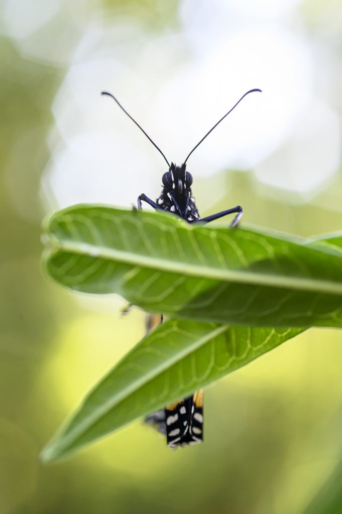 A monarch butterfly on milkweed.