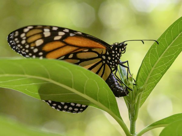A female monarch butterfly lays an egg on milkweed.