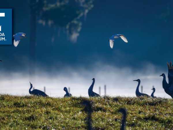group of birds on a grassy slope against morning mist with Florida Museum logo