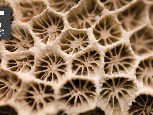 close up of coral texture with Florida Museum logo