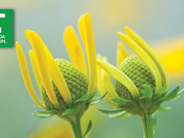 two flower heads with minimal unfurled petals with Florida Museum logo