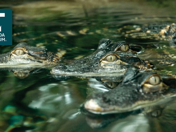 several small swimming alligators with Florida Museum logo