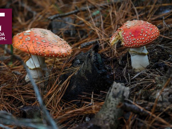 photo of mushrooms in forest leaves with Florida Museum logo