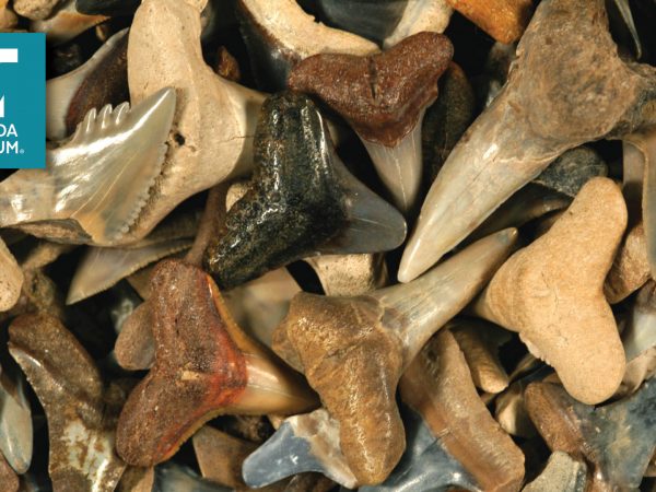 variety of colors and shapes of fossil shark teeth with Florida Museum logo