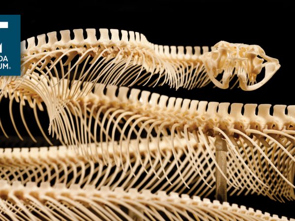rearticulated snake skeleton with Florida Museum logo