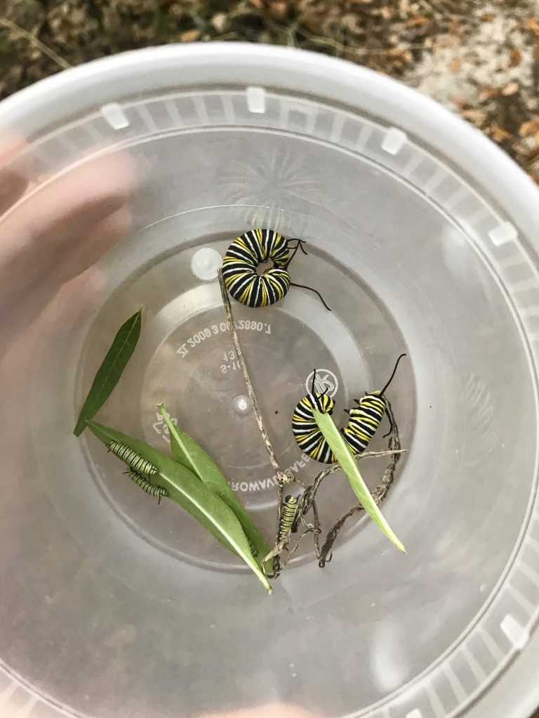 Monarch caterpillars in a container.