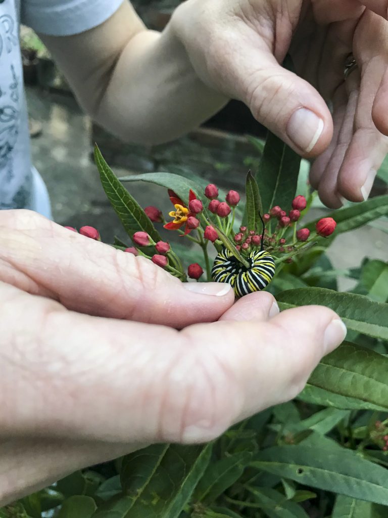 A close-up of hands placing a monarch caterpillar on a milkweed plant.