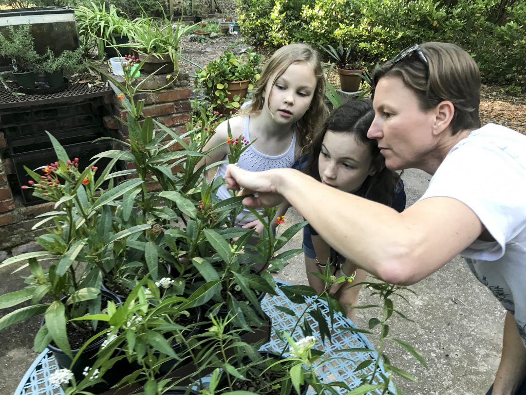 A woman and two children looking at caterpillars on milkweed plants.