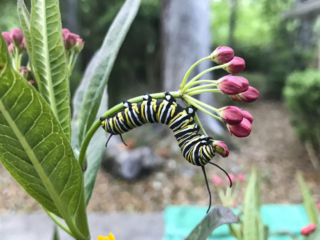 A monarch caterpillar eating a milkweed flower.