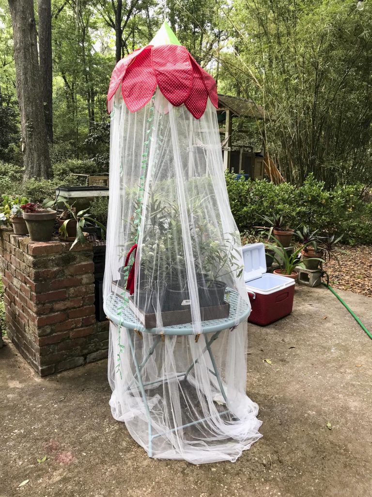 A mesh structure covering milkweed plants.