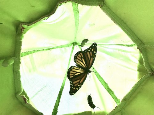 A backlit monarch butterfly in a handing structure.