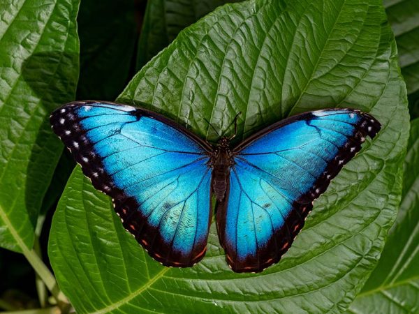 blue morpho butterfly on green leaf