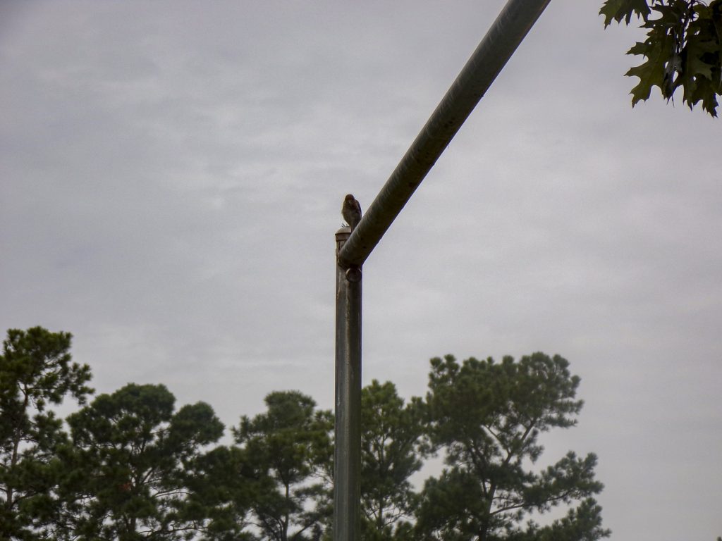 A hawk on a pole.