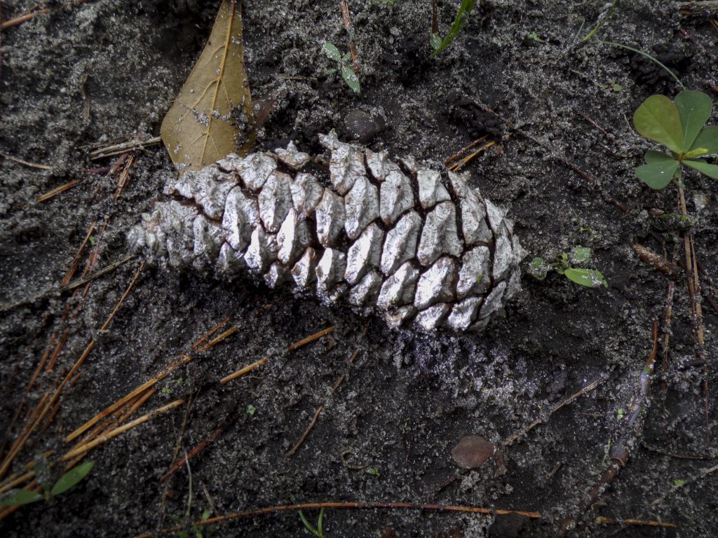 A pinecone on the ground.