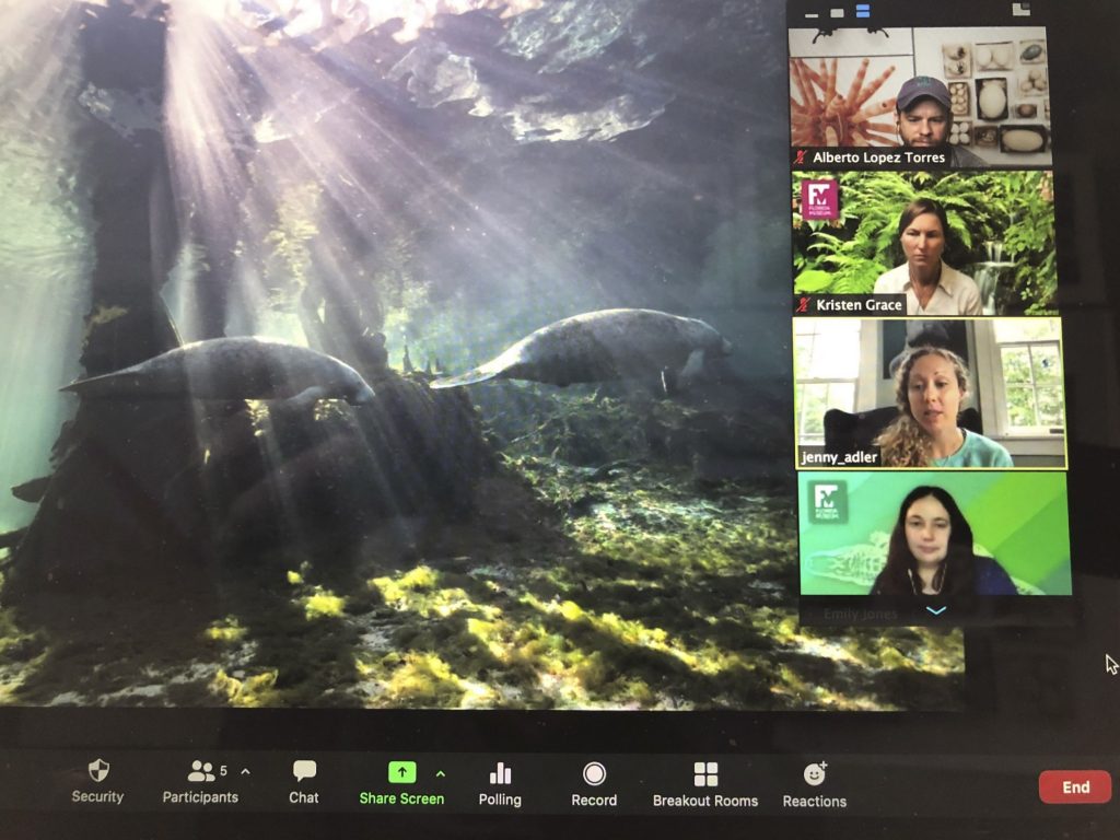 A screen shot of a manatee photo by Jennifer Adler during a Zoom photography camp.