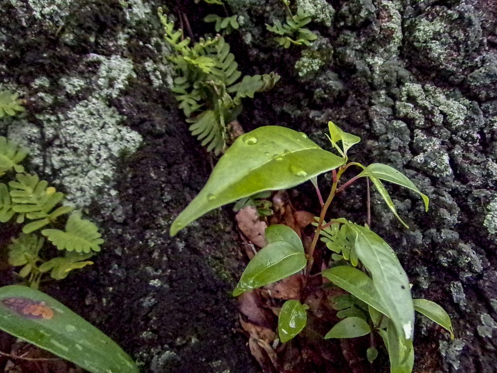 A closeup photo of a plant with water droplets.